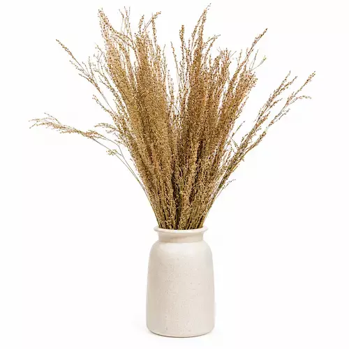 Natural dried star grass bunch in white vase for boho home decor, floral arrangements leafndeor