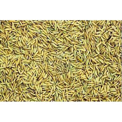 NEL /  RICE PADDY (POOJA PURPOSE)