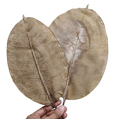 Dry Leaf Extra Large