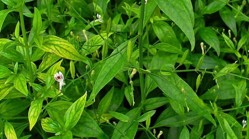 NILAVEMBU / KING OF BITTERS POWDER