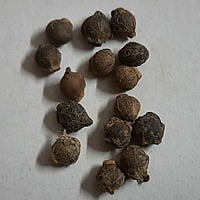 Malabar spinach or Chinese spinach బచ్చలికూర