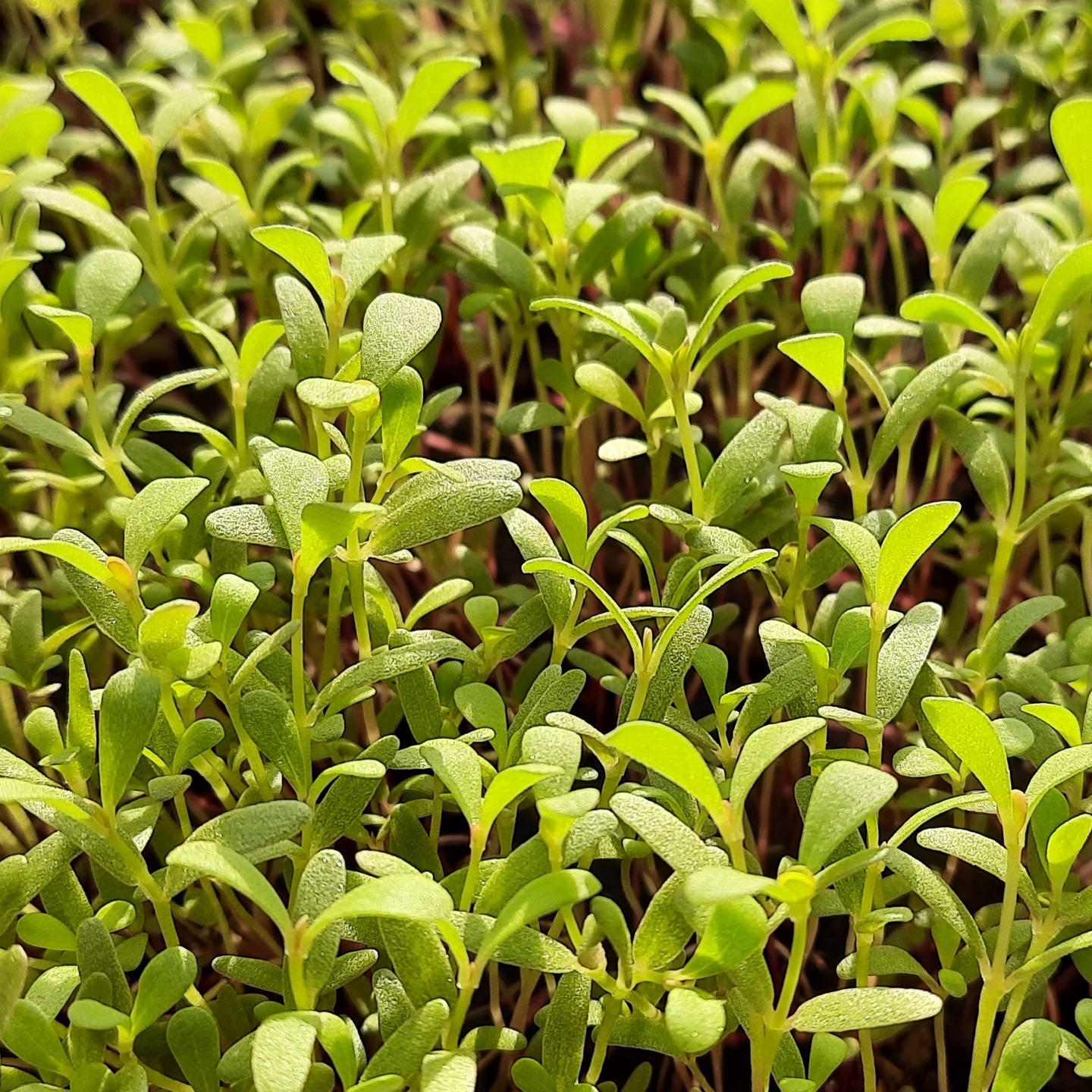 Purslane (Gangavalli ) గంగవల్లి ఆకు కూర 30 to 40 SEEDS