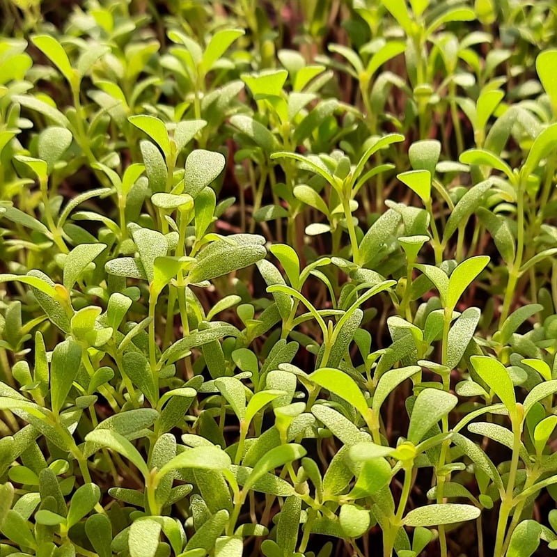 Purslane (Gangavalli ) గంగవల్లి ఆకు కూర 30 to 40 SEEDS
