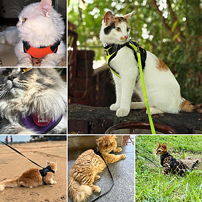 Cat NO-PULL with Leash Harness (Mesh)-Grey-XS Cat NO-PULL with Leash Harness (Mesh)-Grey-XS