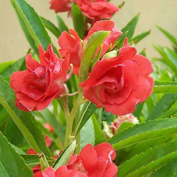 Hybrid Balsam Flower Seeds – Vibrant, Easy to Grow Blooms