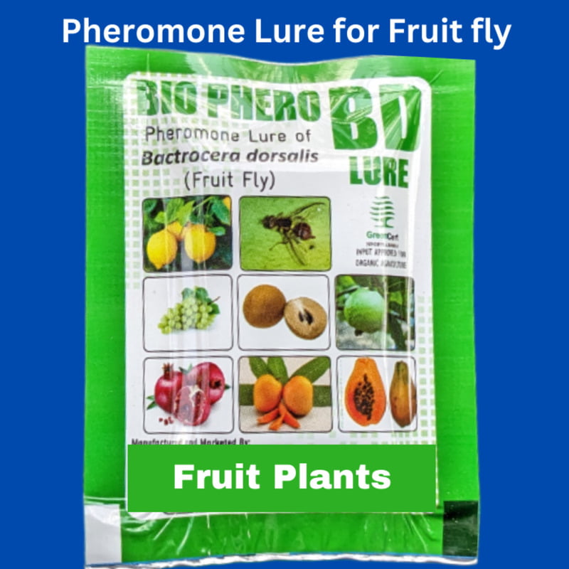 Pheromone attractant Lure (Fruit Fly- Bactocera dorcalis) occurs in Mango, Sapota,gauva,etc