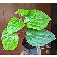 Finest Betel Leaf | Paan Plant Sapling