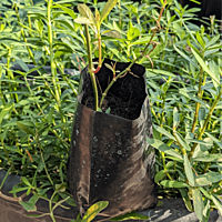 Ponnaganti Plant, Indian Ponnanganni Keerai, పొన్నగంటికూర