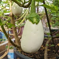 Desi White Brinjal Seeds Egg Plant seeds 10-12 seeds