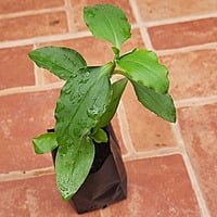 Vennadevi kura or Amruthakada ( Commelina benghalensis L)