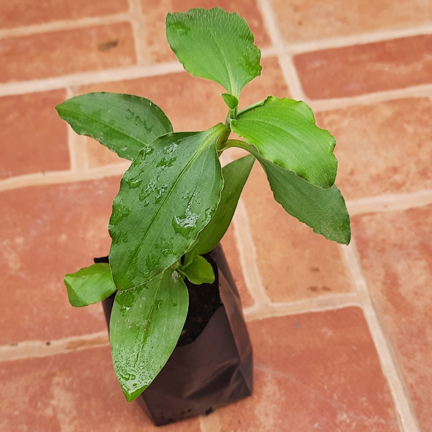 Vennadevi kura or Amruthakada ( Commelina benghalensis L)