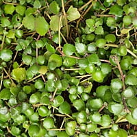 Tangled Heart hanging plant