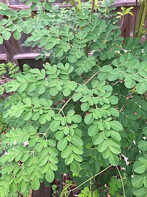 Moringa leaves -1 bunch