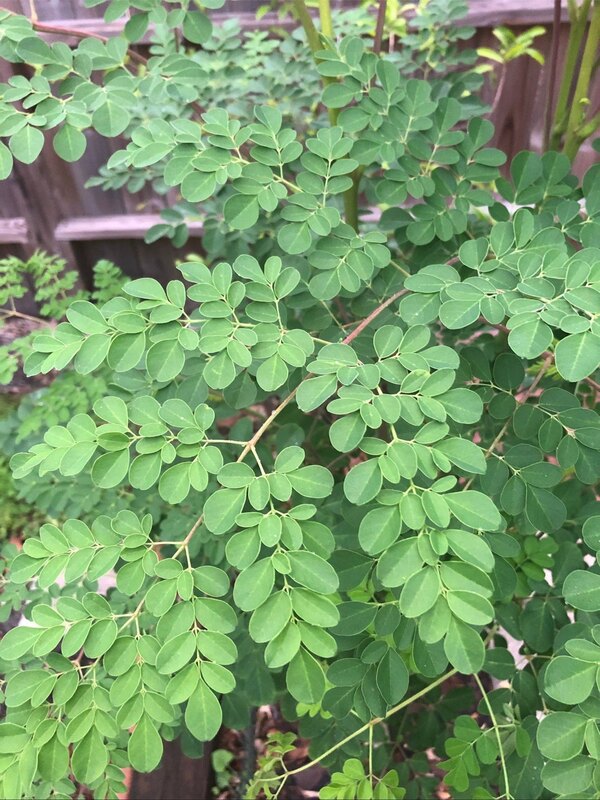 Moringa leaves -1 bunch