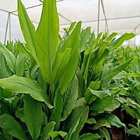 Ghargutee - Lakadong Turmeric Rizhome 20kg Pack