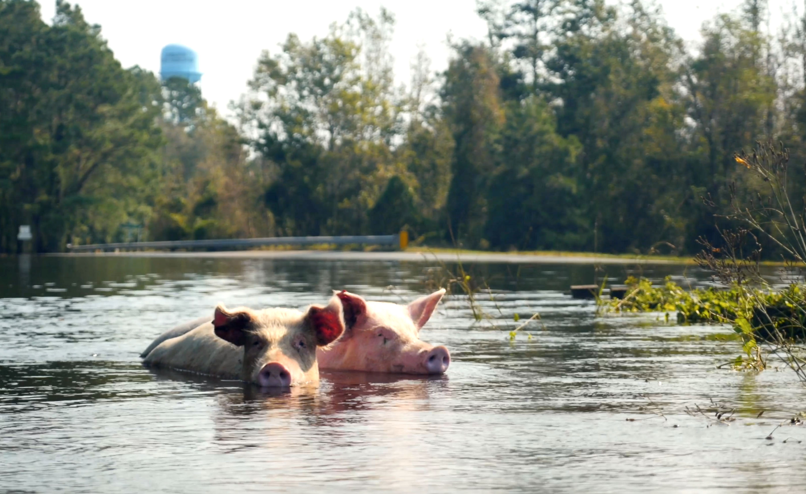 Livestock Evacuation & Transport Support