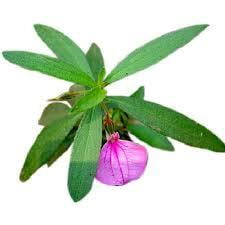 ORIDHAZH THAMARAI PODI / HYBANTHUS POWDER