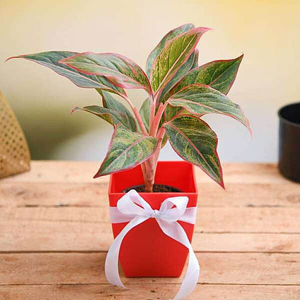 Aglonema Gift plant