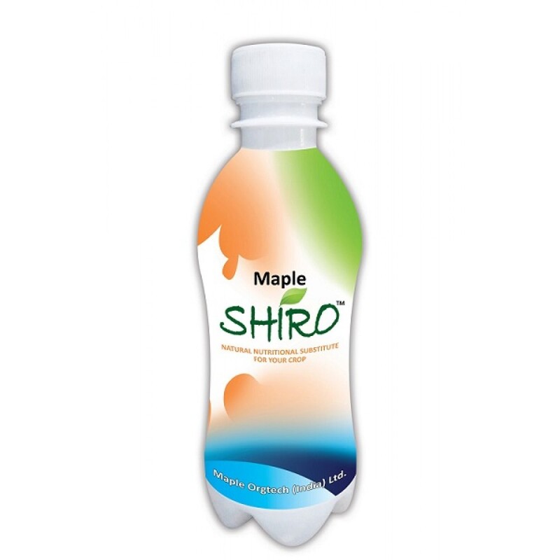 MAPLE SHIRO