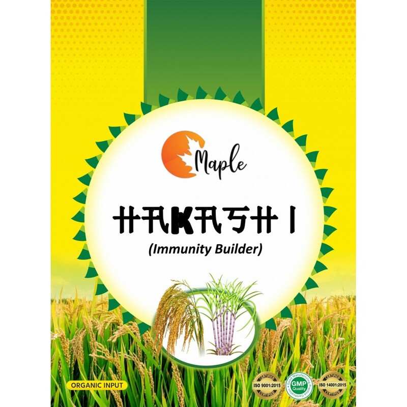 Maple Hakashi