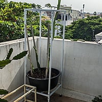 Stand for Dragon Fruit Plant