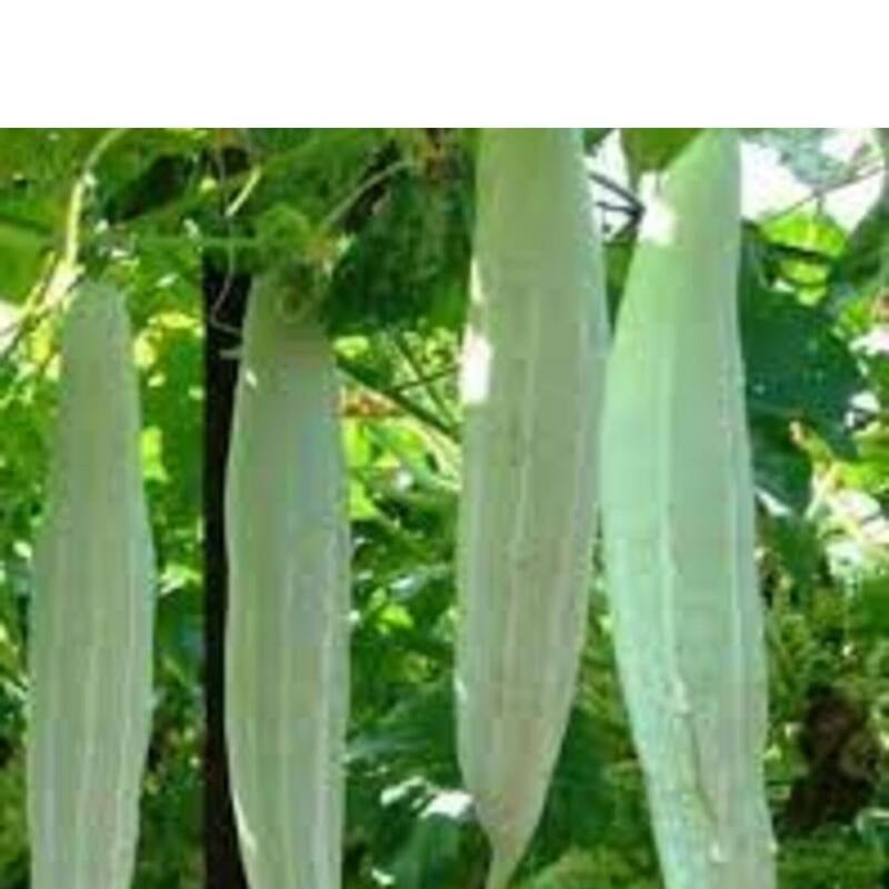 5 seeds పిచ్చుక పోట్ల | Pichuka potlakaya | Organic Small Snake Gourd Seeds