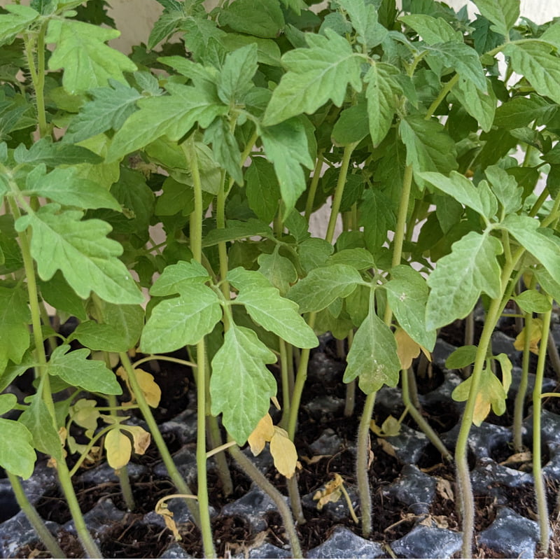 Tomato Seedlings with cocopeat glasses 5 Nos
