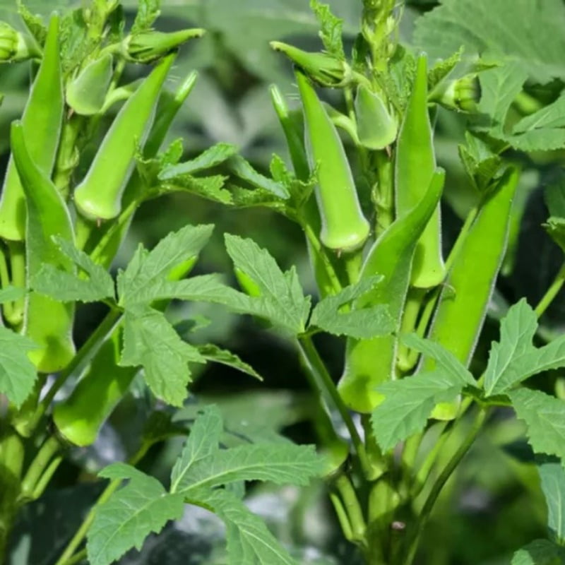 Okra బెండ కాయ Bhendi 13-15 seeds