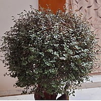 Turtle Vine Greenish Purple color Callisia repens also known as creeping inch plant, Bolivian Jew