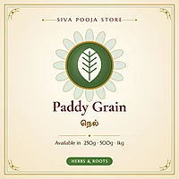 Paddy Grain | நெல்