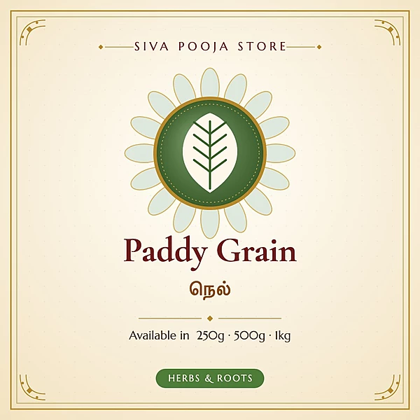 Paddy Grain | நெல்