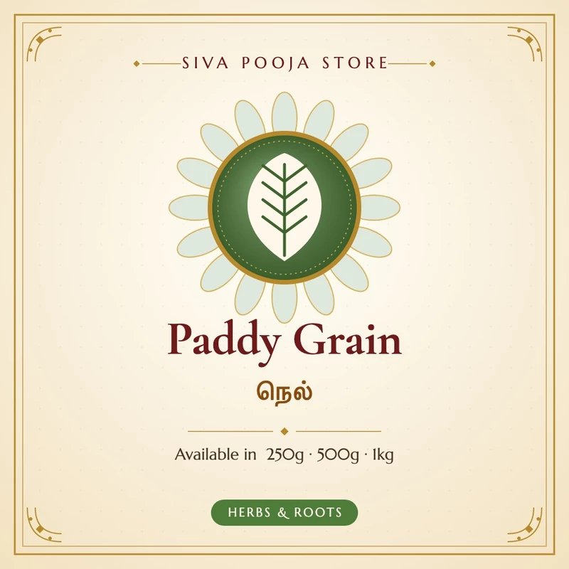 Paddy Grain | நெல்