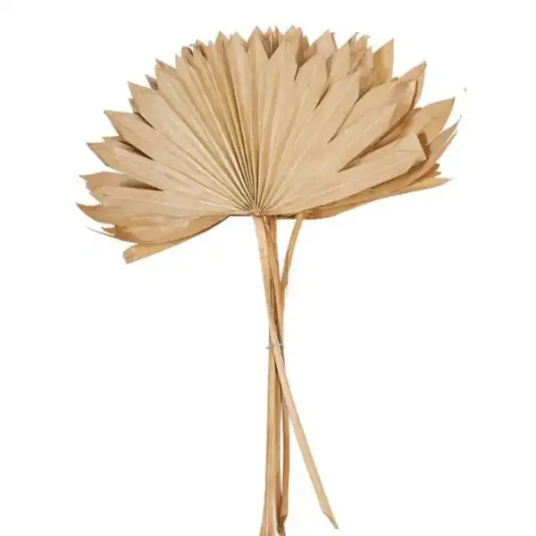 Natural dried palm sun spear for exotic floral decor