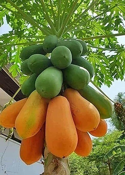 Papaya Saplings