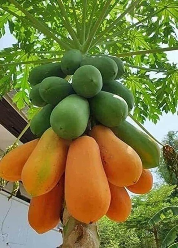 Papaya Saplings