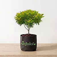 Paradise Plant (Simarouba Glauca)