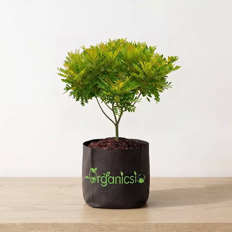 Paradise Plant (Simarouba Glauca)