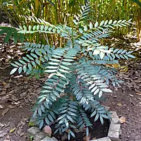 Paradise Plant (Simarouba Glauca)