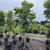 Paradise Plant (Simarouba Glauca)