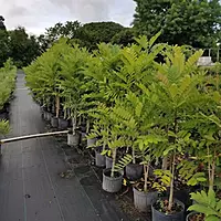 Paradise Plant (Simarouba Glauca)