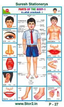 Parts Of The Body - 1 - Educational Picture Chart No - 27