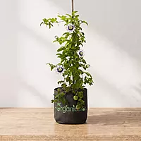 Passion Fruit Plant (Passiflora Edulis)