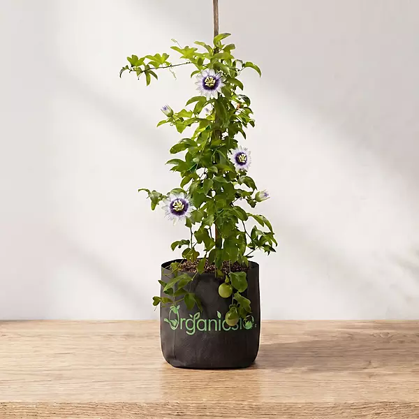 Passion Fruit Plant (Passiflora Edulis)