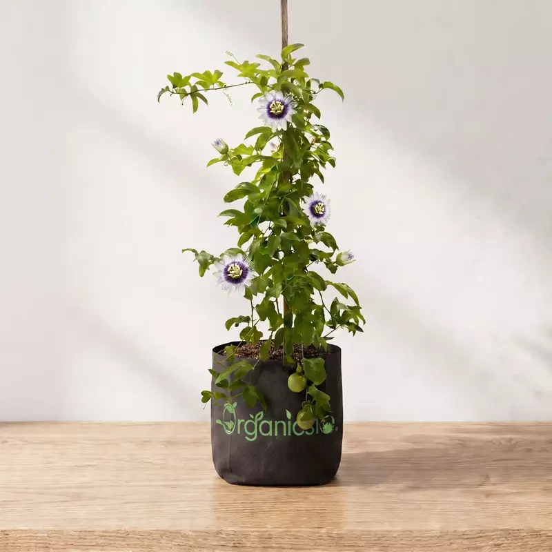 Passion Fruit Plant (Passiflora Edulis)