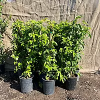 Passion Fruit Plant (Passiflora Edulis)