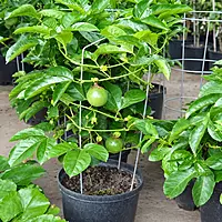 Passion Fruit Plant (Passiflora Edulis)