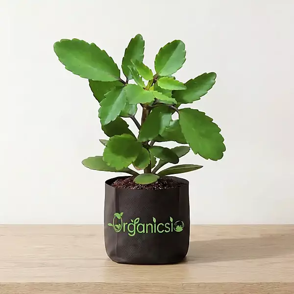 Pathorkuchi Plant (Bryophyllum pinnatum)