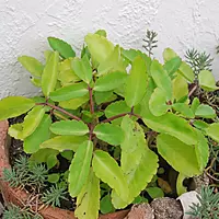 Pathorkuchi Plant (Bryophyllum pinnatum)