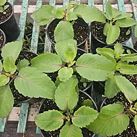 Pathorkuchi Plant (Bryophyllum pinnatum)