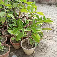 Pathorkuchi Plant (Bryophyllum pinnatum)